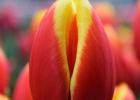 Tulipa China Girl (4)